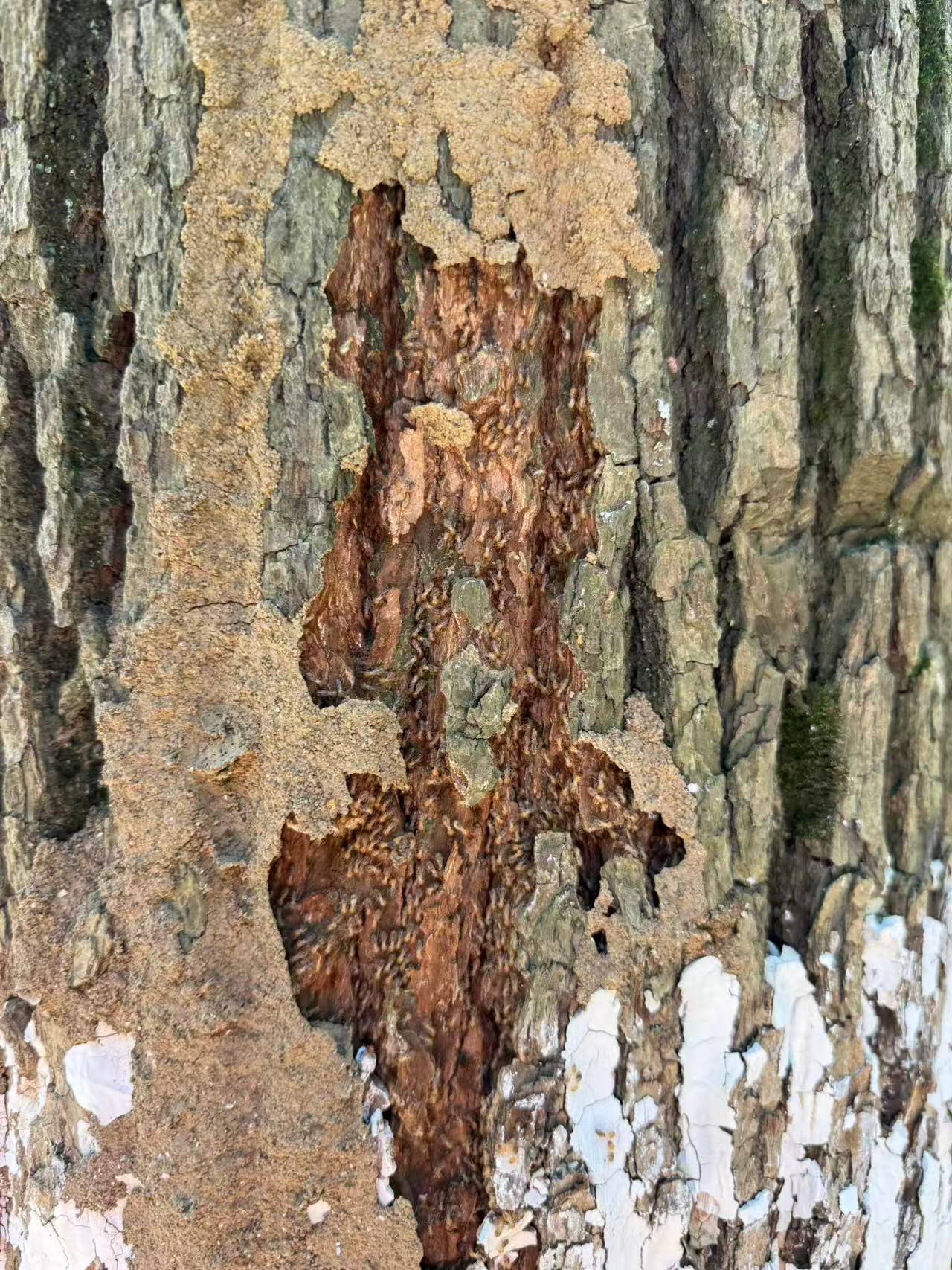 香樟树遭白蚁啃食